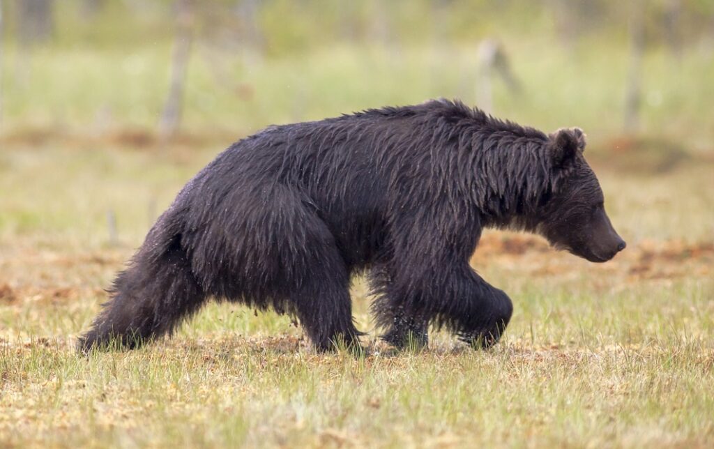 black bear, bear, animal-6771839.jpg